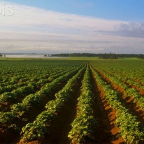 Выращивание картофеля:окучивать ли картошку?