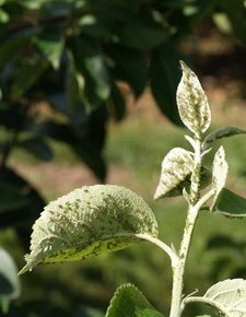 Зеленая яблонная тля:обработка деревьев ядами
