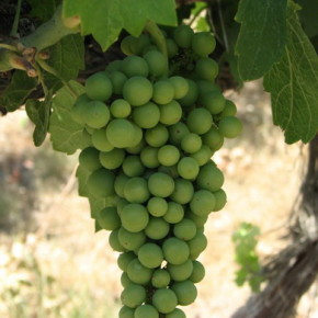 Выращивание винограда:вегетационный период растения