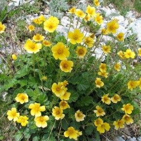 Уход за растениями в июле: профилактическая обработка от вредителей