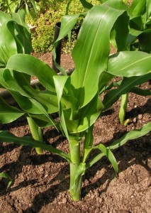  Сахарную кукурузу можно сеять трижды за сезон 