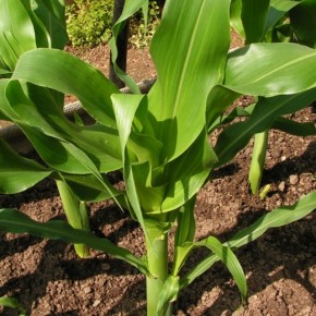  Сахарную кукурузу можно сеять трижды за сезон