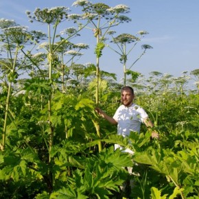 Борщевик Сосновского-опасный сорняк на огороде