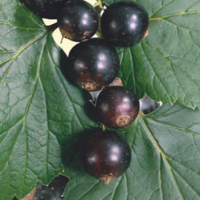 Какие сорта чёрной смородины наиболее плодородны?