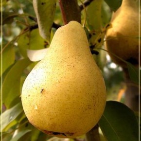 Выращивания плодовых деревьев с плоскостной кроной :летние и осенние сорта яблонь