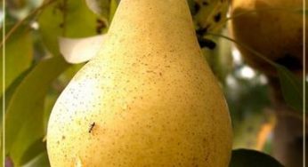 Выращивания плодовых деревьев с плоскостной кроной :летние и осенние сорта яблонь