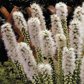 Лиатрис:цветение душистого растения