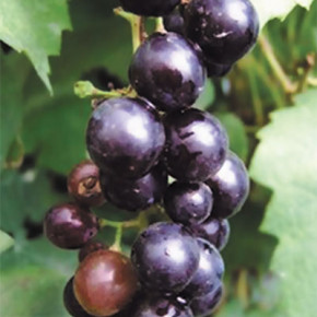 Когда нужно прореживать виноград с тугими гроздьями