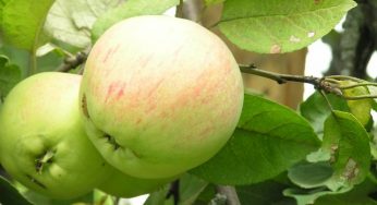 Кальвиль снежный :продуктивный период дерева