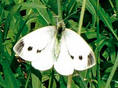 Американская белая бабочка:размножение вредителя