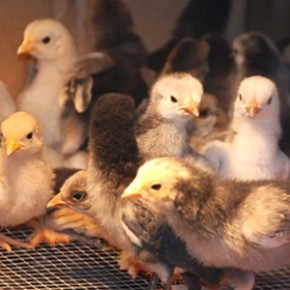 Выращивание бройлеров:стоит ли высиживать цыплят