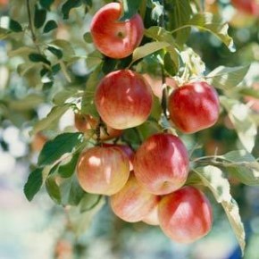 Плодовые деревья:формирование округлых крон