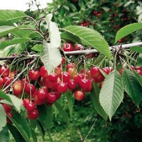 Крона грузбек:плодоношение деревьев