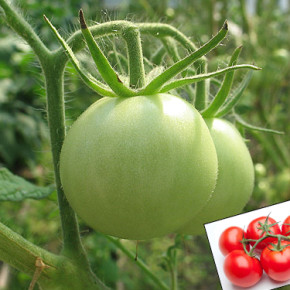 Как защитить томаты от  фитофтороза?