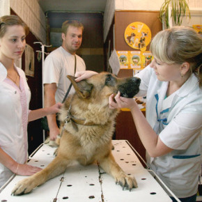 Зарегистрированы новые расценки  на ветеринарные услуги