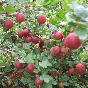 Крыжовник:разнообразие ягодных сортов