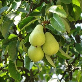 Формирование кроны плодового дерева:правильная пальметта