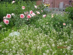 Применение гербицидов в садах