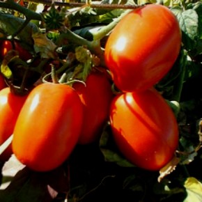 Средства защиты томатов от фитофтороза
