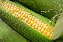 Выгодно ли выращивать кукурузу!