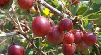 Крыжовник :какой продуктивный период растения