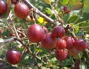 Крыжовник:как используют спелые ягоды