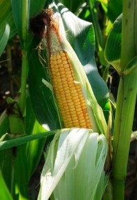 Как зарабатывать на кукурузе до самой осени?