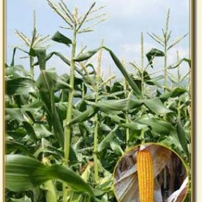 Сахарная кукуруза:полив и удобрение растения