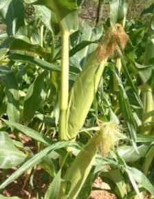 Сахарная кукуруза:уход за растением