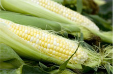 Как выращивать рассаду кукурузы