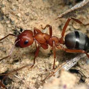 Борьба с муравьями:контактные инсектициды