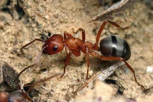 Борьба с муравьями
