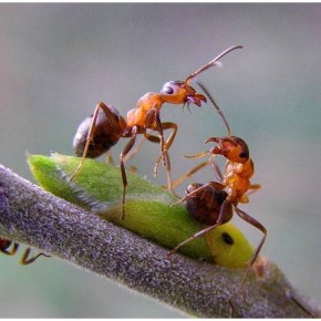 Борьба с муравьями: использование пищевых ядовитых приманок и гелей