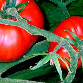 Растворы и настои для защиты томатов от фитофтороза