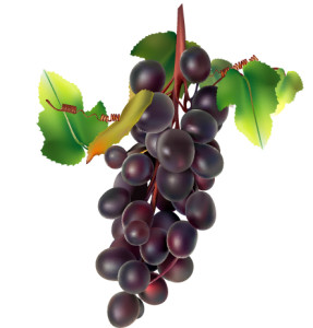 Как предотвратить перегибание виноградной грозди