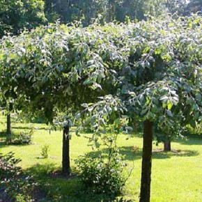 Крона грузбек :закладка плодового сада