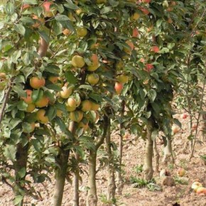 Правильная пальметта:размещение ветвей плодового дерева