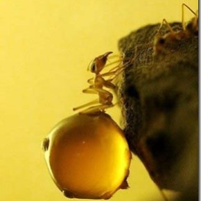 Использование ядовитых приманок в борьбе с муравейниками