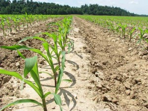  Сахарную кукурузу можно сеять трижды за сезон 