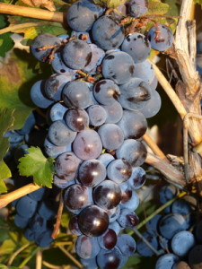 Благоприятные условия для созреваний ягод винограда