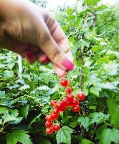 Красная и белая смородина:как размножать растения