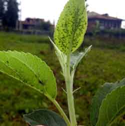 Зеленая яблонная тля:какие растения повреждает
