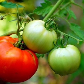 Выращивание помидоров:профилактика  фитофтороза