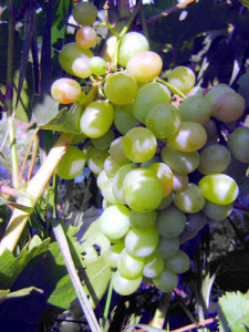Как ускорить созревание плодов винограда