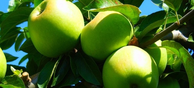 Яблоня - символ плодоводства в Украине