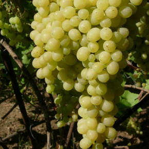 Проблемы выращивания большого винограда:стебель не выдерживает кисти