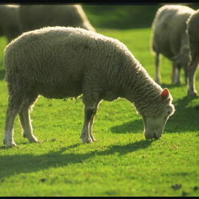 Сколько нужно кормов для одной овцы на день?