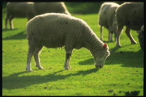 Что добавлять в рацион овец