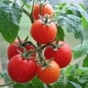 Как вырастить хороший урожай томатов?
