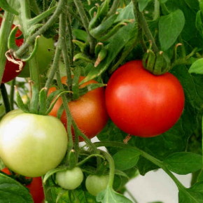 Собрать щедрый  урожай томатов можно даже без обработки препаратами